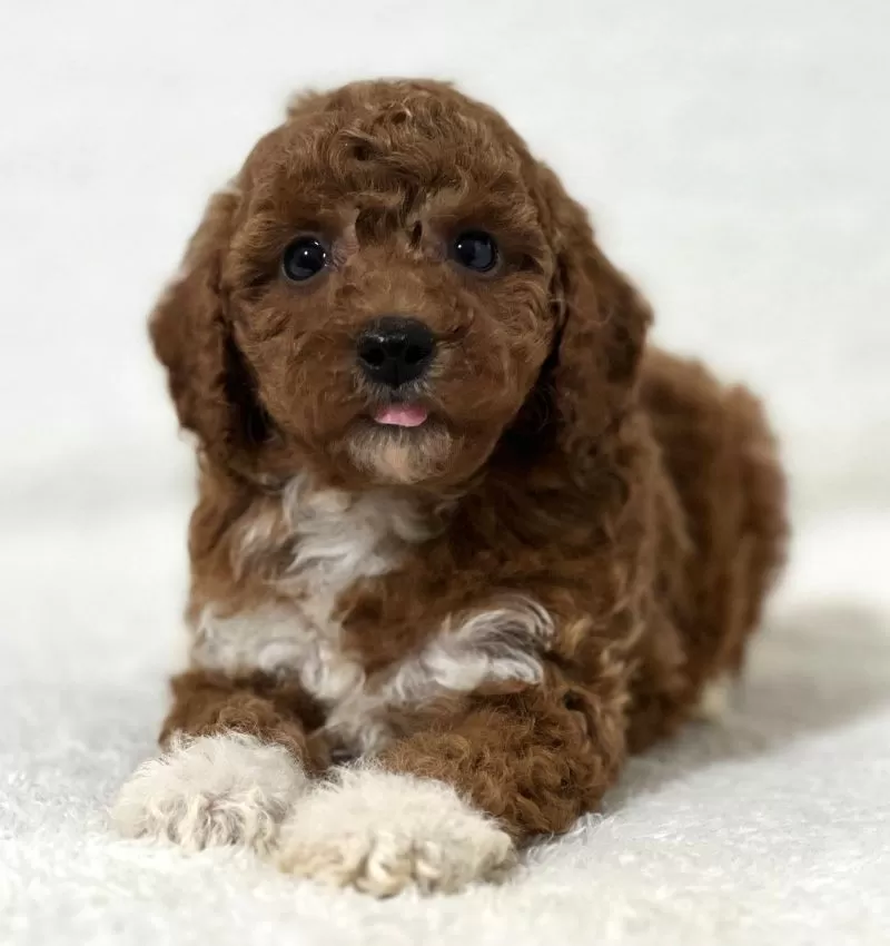 Puppy Name: Precious