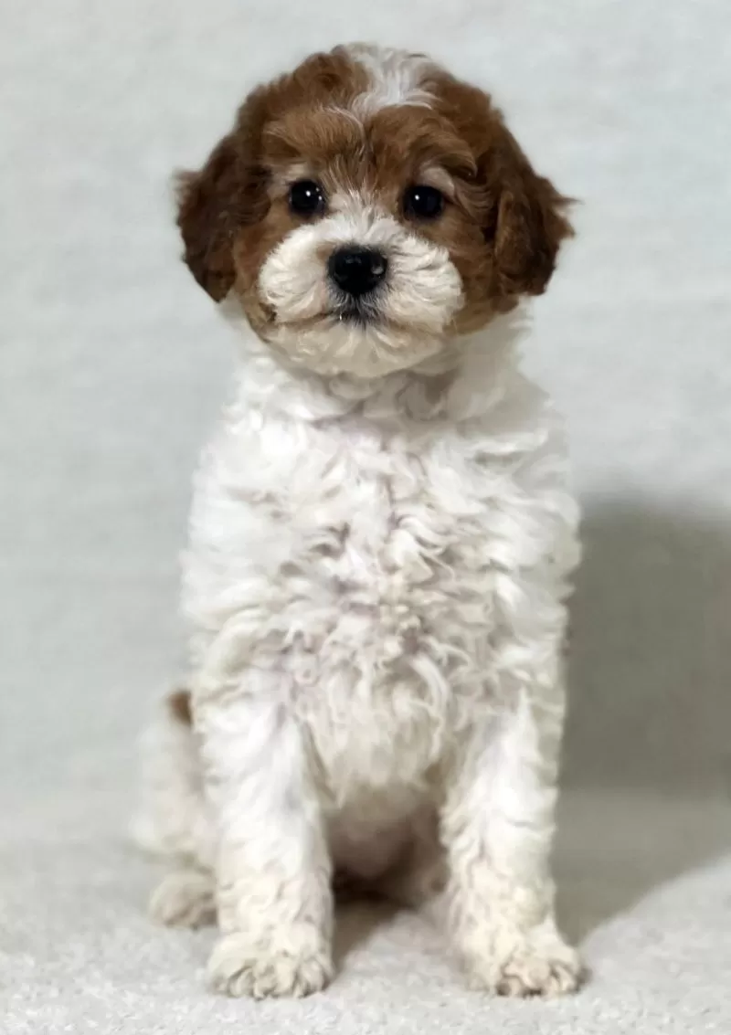 Puppy Name: Tiny
