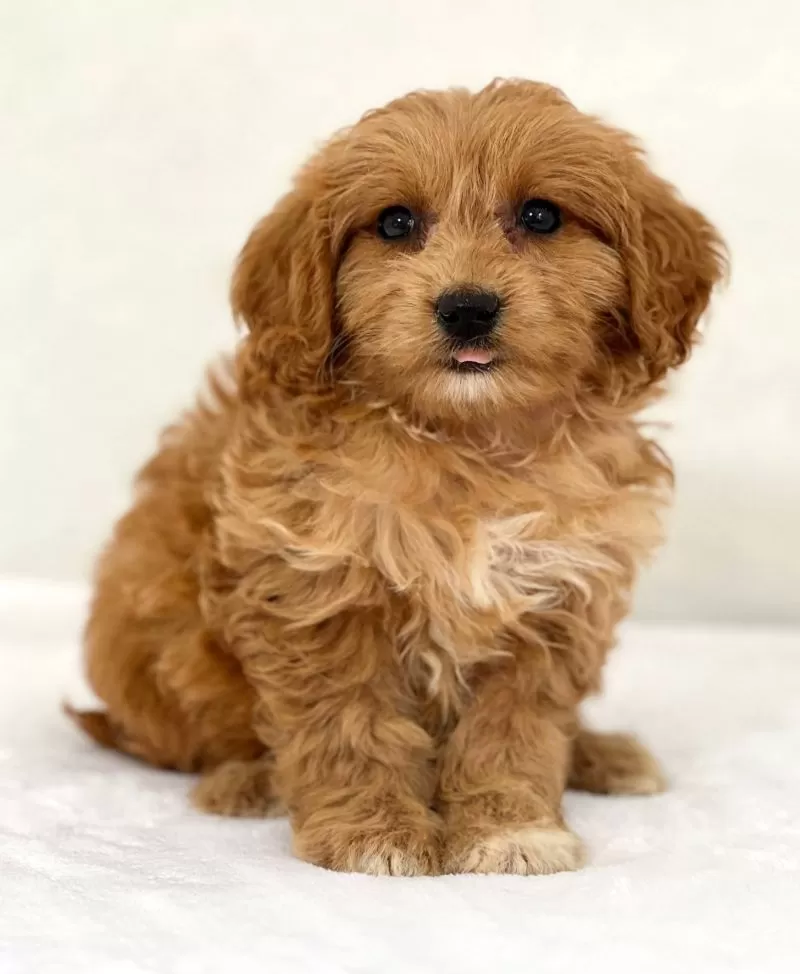 Puppy Name: Minnie