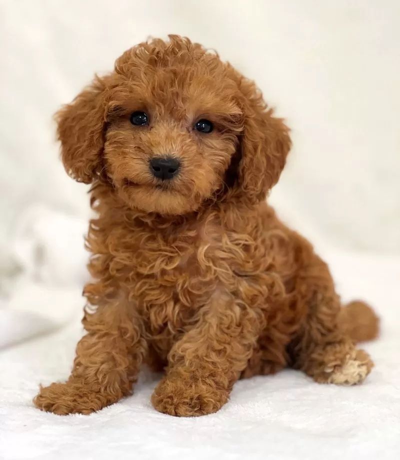 Puppy Name: Mitzi