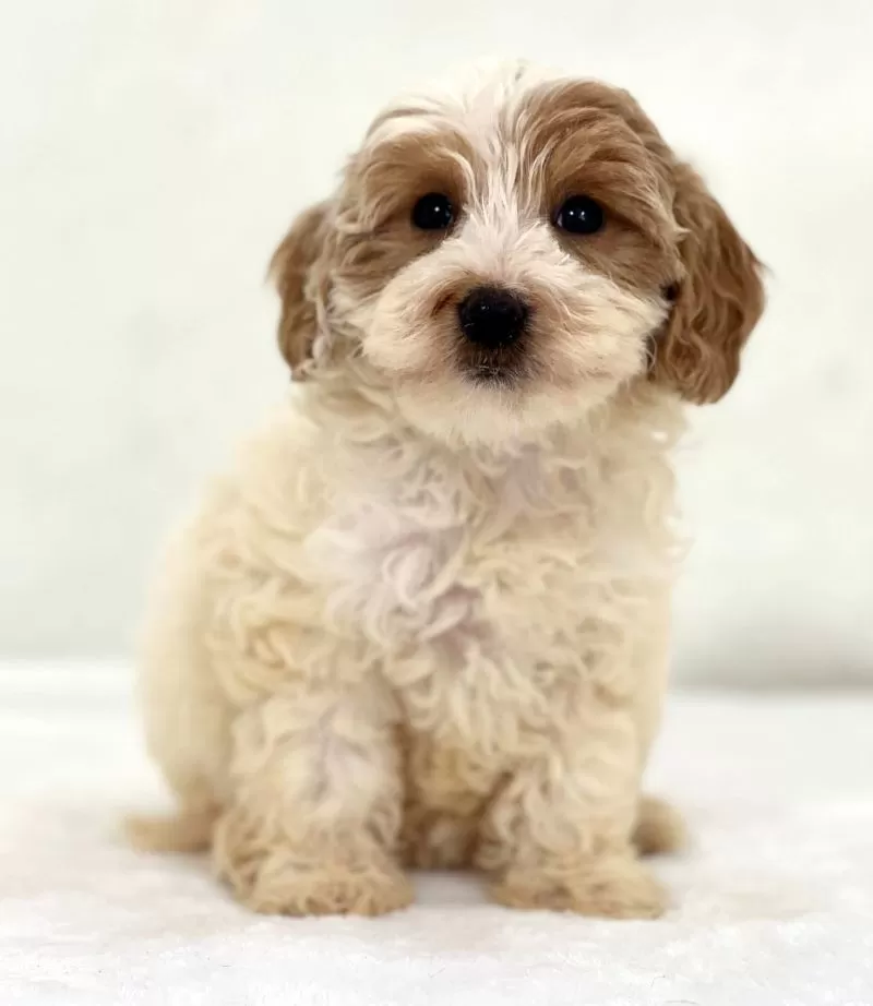 Puppy Name: Mira