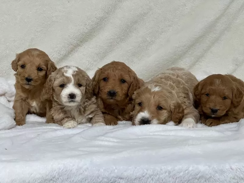 Mini Goldendoodle Litter