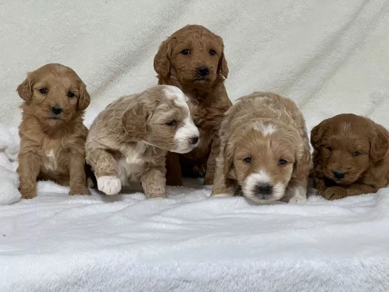 Mini Goldendoodle Litter