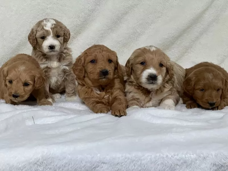 Mini Goldendoodle Litter