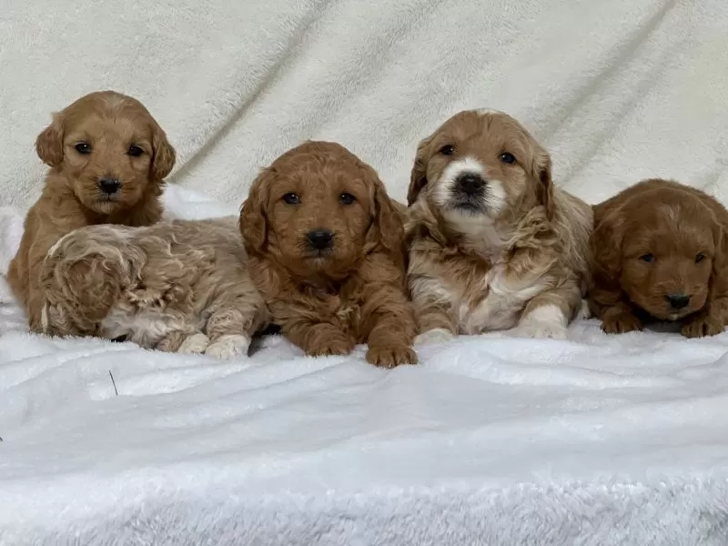 Mini Goldendoodle Litter