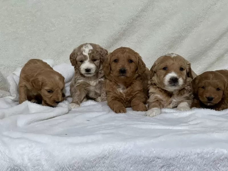 Mini Goldendoodle Litter