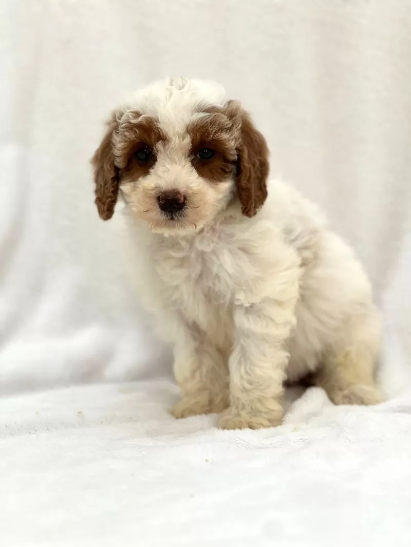 Puppy Name: Milky