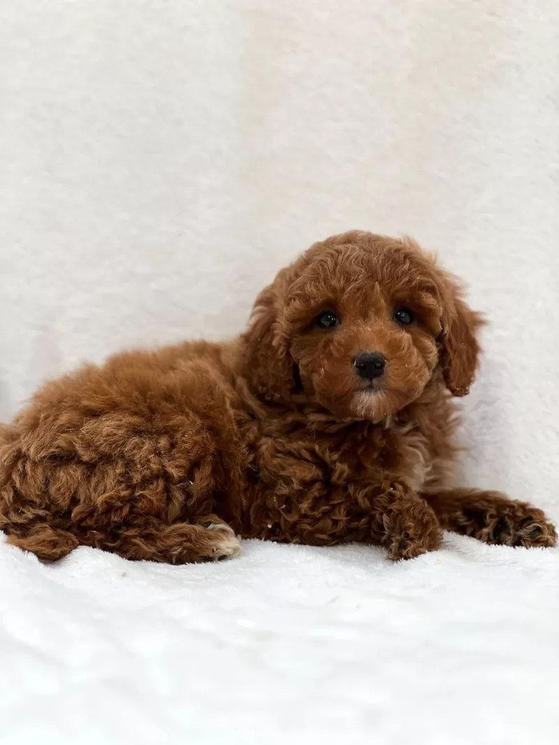 Murphy