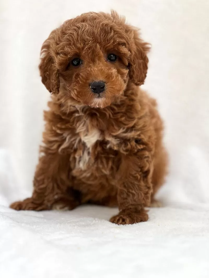Murphy