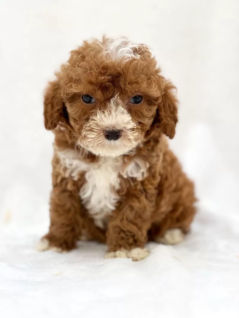 Puppy Name: Moony