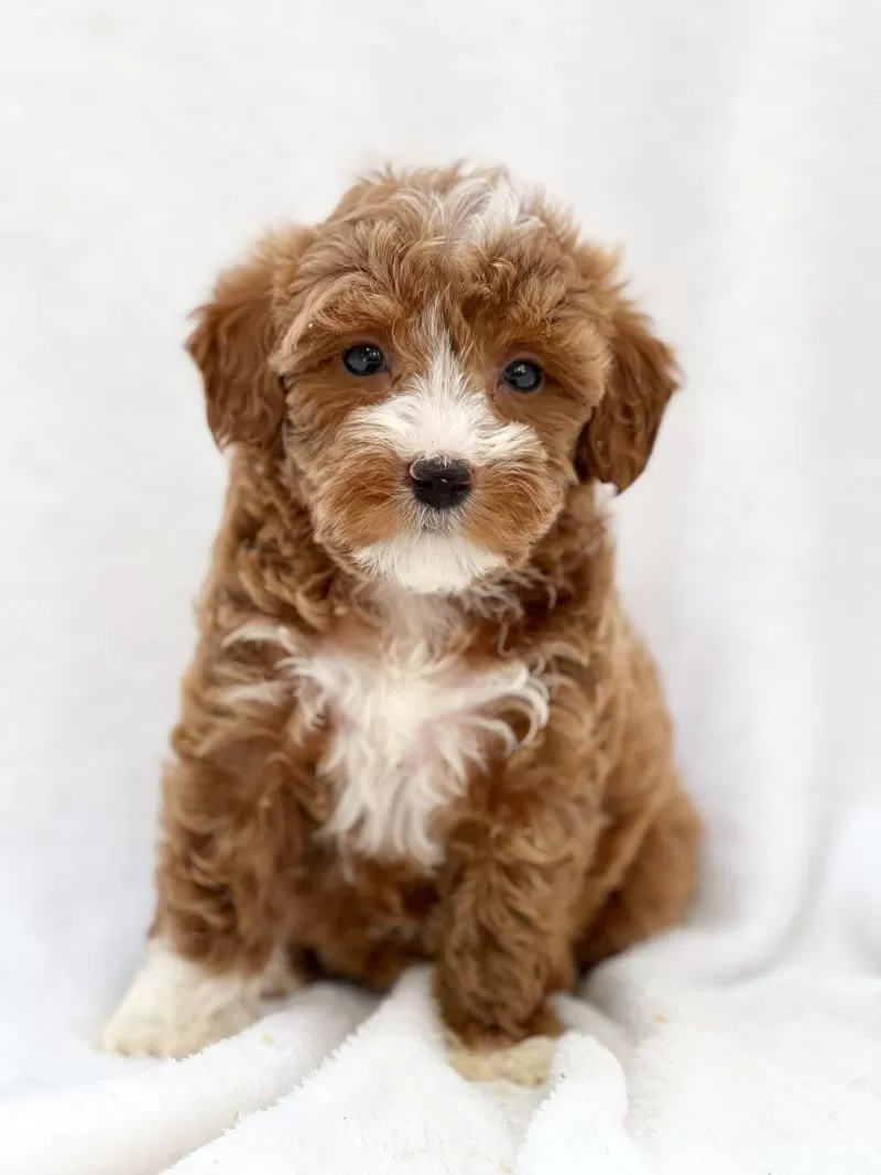 Puppy Name: Mirella
