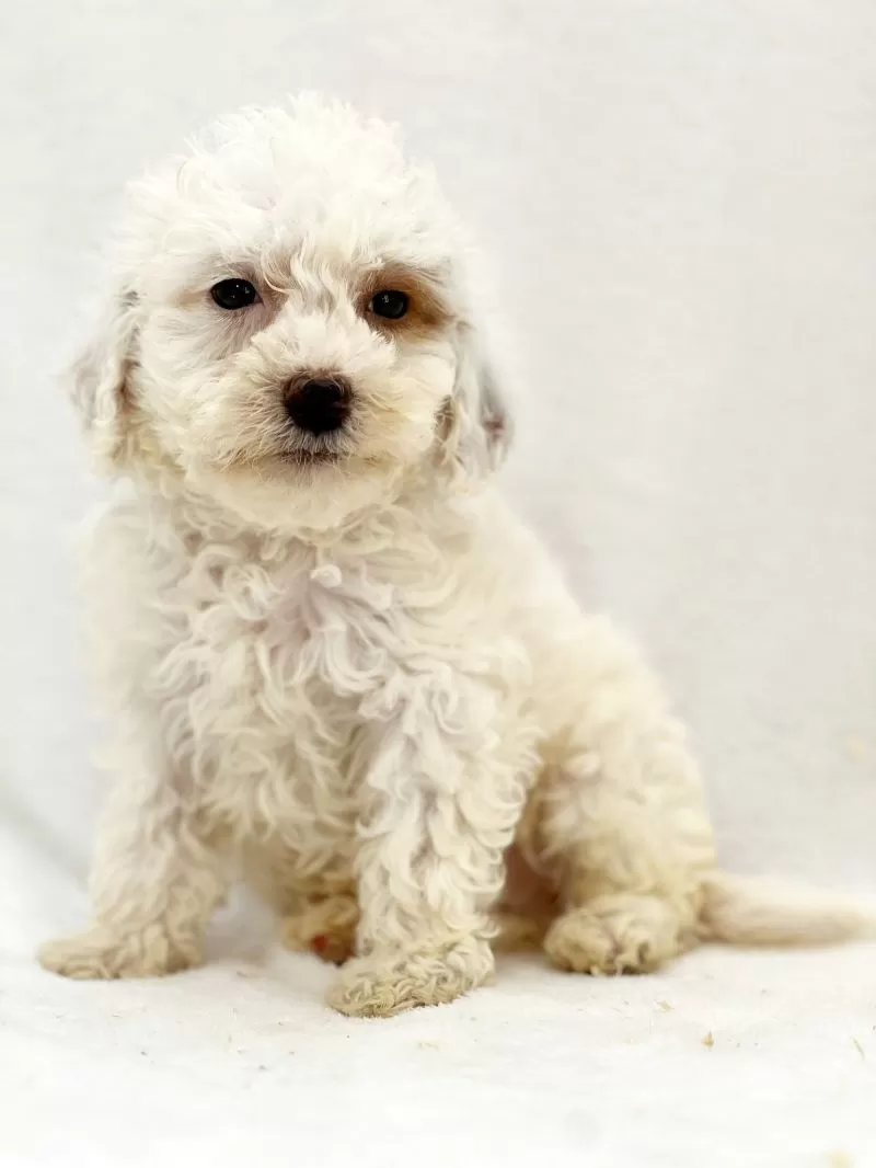 Puppy Name: Matty