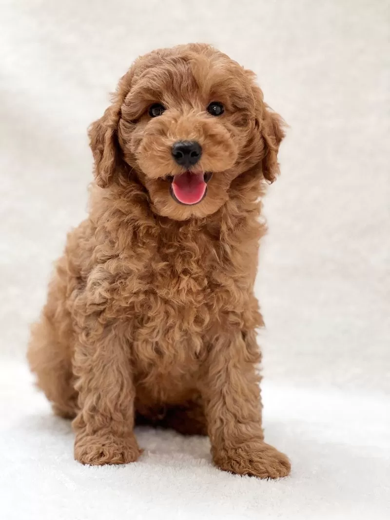 Brody