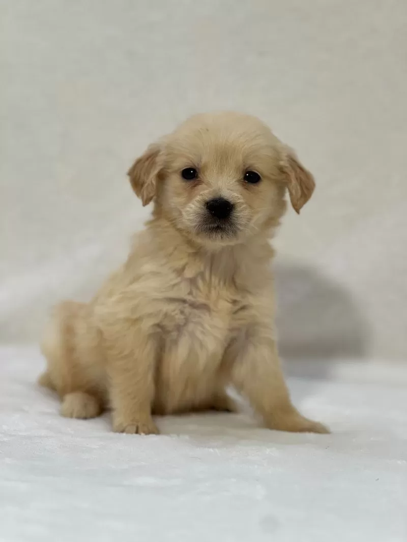 Puppy Name: Bella