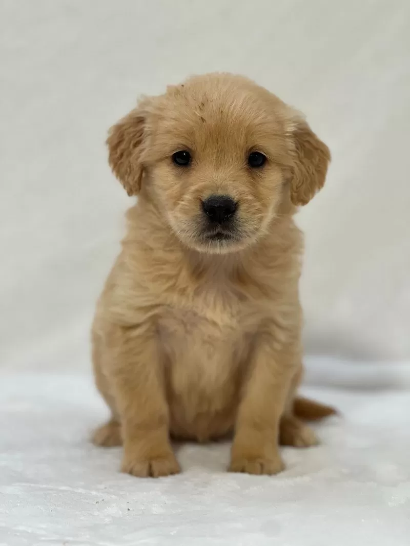 Puppy Name: Bailey