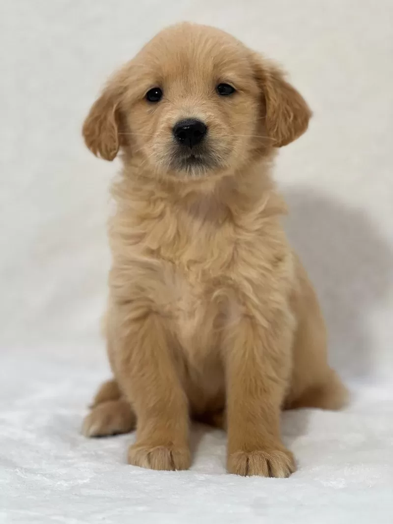Puppy Name: Beatrice