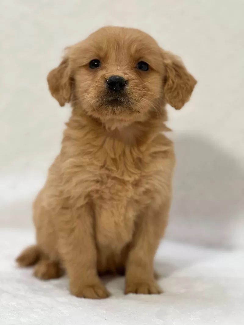 Puppy Name: Brayden