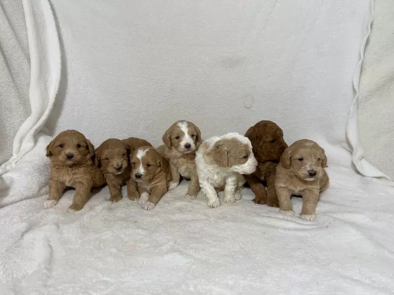 Puppy Name: Mini Goldendoodle Litter