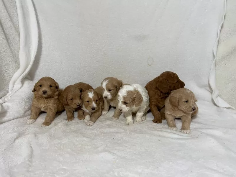 Mini Goldendoodle Litter
