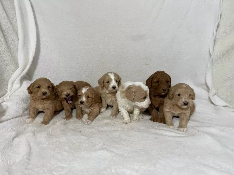 Mini Goldendoodle Litter