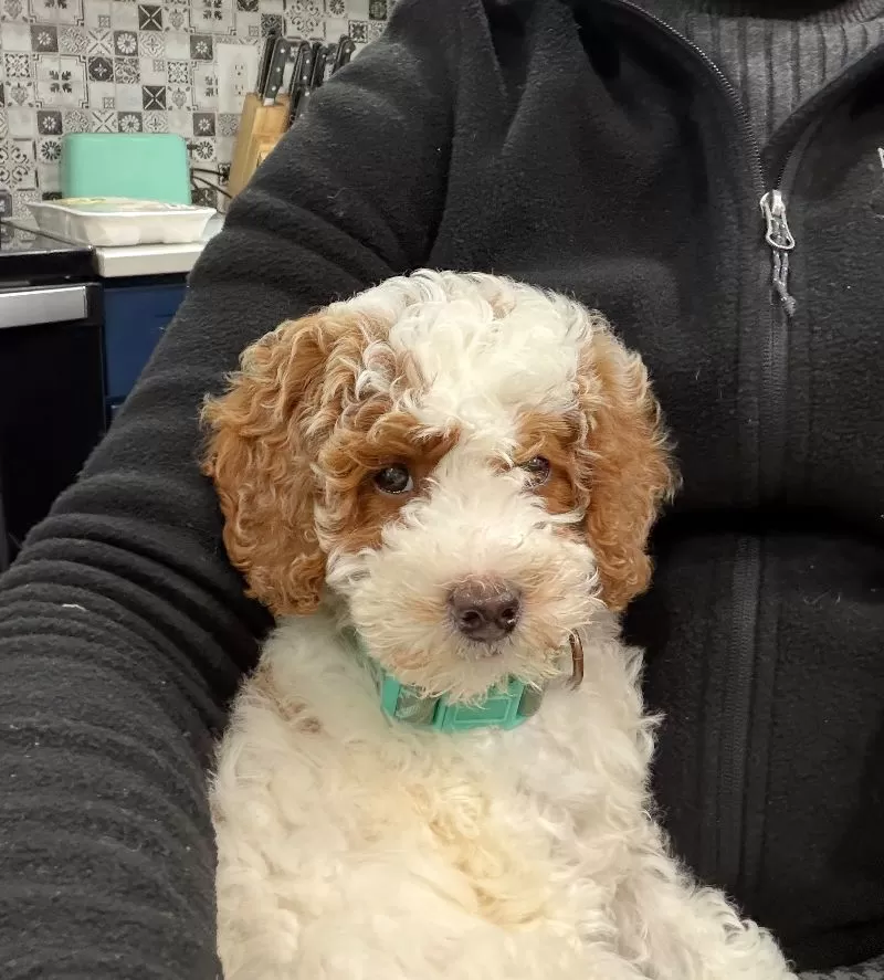 Leesa Crawford-Imoro